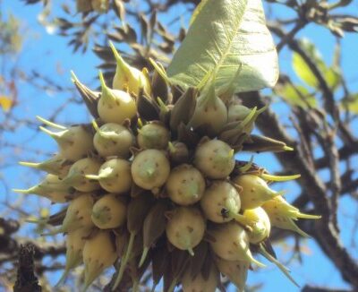 महुवाको याम शुरु, थारु गाउँबस्ती संकलनमा व्यस्त