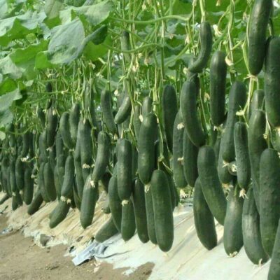 हरुवा चरवाले शुरुगरे सामुहिक तरकारी खेती