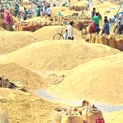 अहिलेसम्मको रेकर्ड तोड्दै यसवर्ष सर्वाधिक बढी धान उत्पादन भयो