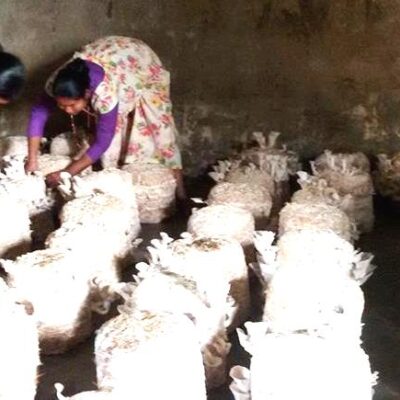 नास्ताको पैसा बचाएर च्याउखेती, भयो घरमै मनग्य आम्दानी