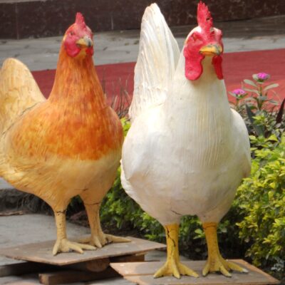 तौल बढाउन हुनथाल्यो अब कुखुरा भालेको पनि सफल बन्ध्याकरण