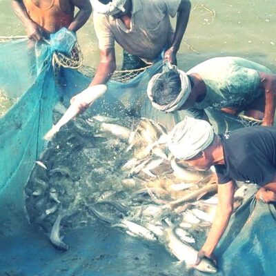 बाराको कलैयामा तीन दिने माछा महोत्सव आयोजना हुँदै
