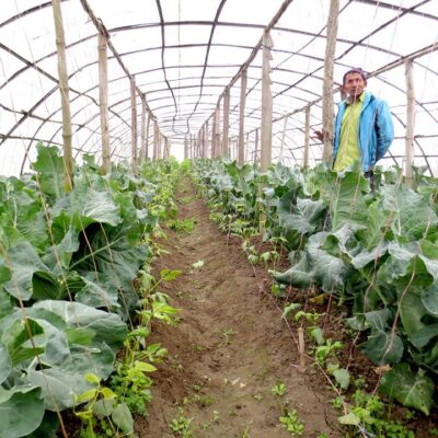 व्यावसायिक तरकारी खेतीबाट मनग्य कमाए मजगाउँका थारु कृषकले