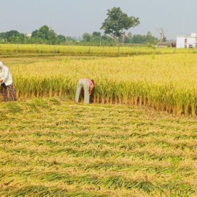 दशैंको मुखमा किसानहरुलाई धान काट्न भ्याइनभ्याई