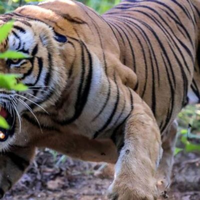 बाघले आक्रमण गरेको भनिएका मोहन थारूको मृत्यु रहस्यमय